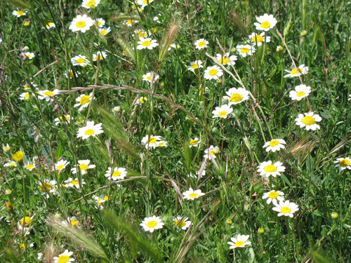 ACTIVITATS COSMOF&Iacute;SICA-FLORA